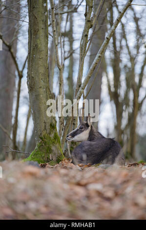 Alpine Gemsen im Wald Stockfoto