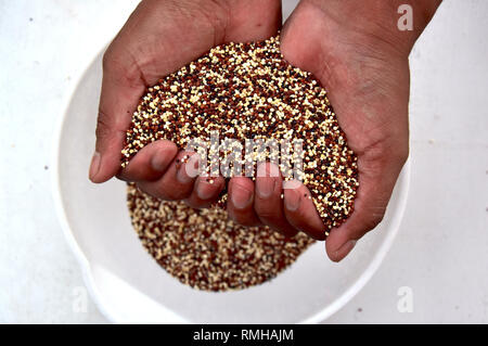 Hohle hand mit drei Farben Quinoa Stockfoto