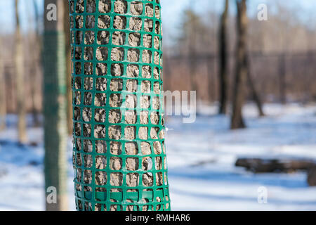 Netzbeutel Bäume schützen vor tierischen Zerstörung. Stockfoto