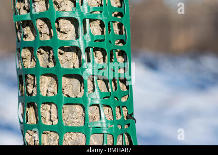 Netzbeutel Bäume schützen vor tierischen Zerstörung. Stockfoto