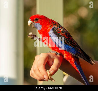 Das Füttern der Vögel von Hand mit einem Crimson Rosella in der nachmittäglichen Sonne Stockfoto