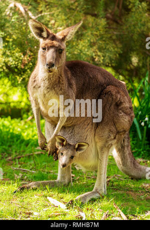 Mutter Känguruh mit Baby Joey in ihrer Tasche im Wilden in den Grampians, Australien Stockfoto