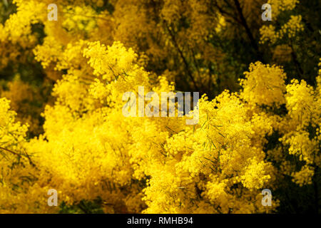 Leuchtend gelbe Wattle tree Blumen in flachen Fokus Stockfoto