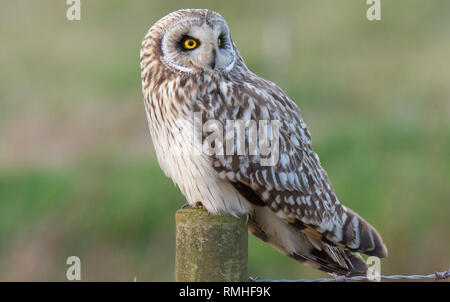 Short Eared Owl an Bonby, Lincolnshire Stockfoto