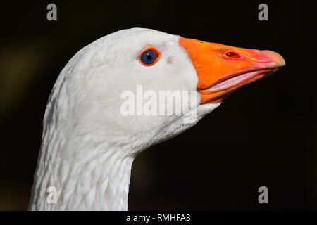 Blue eyed Gans portrait Stockfoto