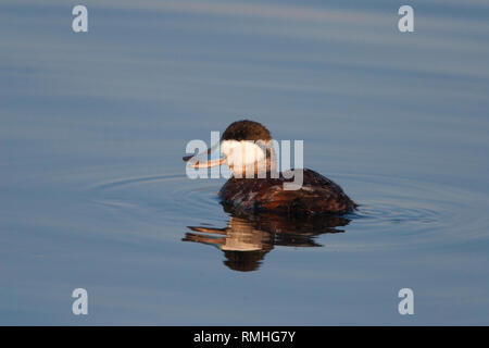 Ruddy Duck männlich in der Zucht Gefieder Stockfoto
