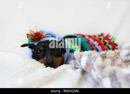 Gemütliche Hunderasse Zwergpinscher in bunten aus Gewirken Kleider in einer Decke liegend Cute Stockfoto