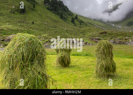 Heuscheiben. Garbe Gras. Stubaier Alpen. Österreich. Europa. Stockfoto