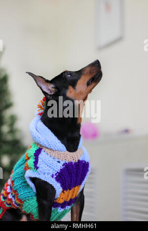 Nette gemütliche Zwergpinscher Hund in bunten aus Gewirken Kleider Stockfoto