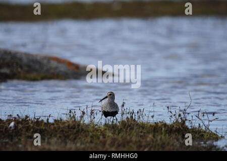 Ein erwachsener Strandläufer (Calidris alpina), eine mittelgroße Sandpiper und Shorebird gefunden entlang einer arktischen See Küste nördlich von Arviat, Nunavut Stockfoto