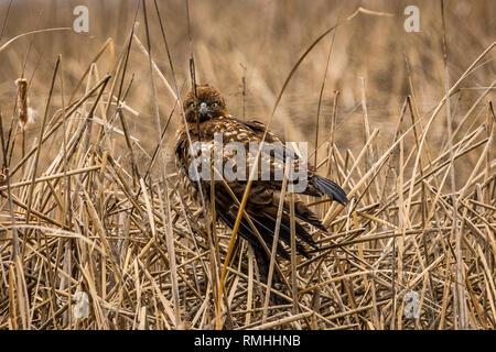 Ein Jugendlicher Rotschwanzhack steht in Tule und Cattail am San Luis National Wildlife Refuge im zentralen Tal von Kalifornien, USA Stockfoto