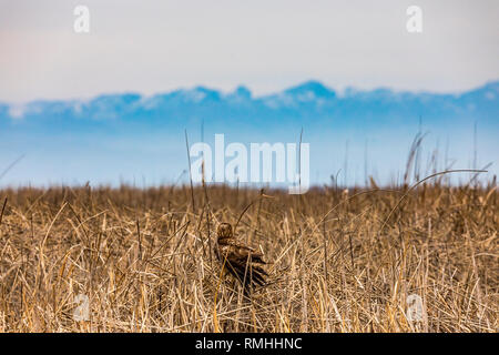 Ein Falke Sitzstangen in Tule und Cattail Schilf im San Luis National Wildlife Refuge im Central Valley in Kalifornien USA Stockfoto