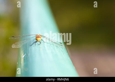 Die Libelle sitzt auf der blauen Fläche, an der sie lächelnd. Portrait von Dragonfly Close-up. Stockfoto