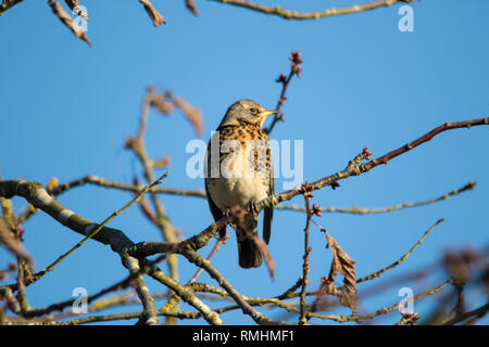 Eine Überwinterung Wacholderdrossel (Turdus pilaris) in einem Baum gehockt Stockfoto