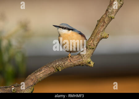 Eurasischen Kleiber oder Holz Kleiber (Sitta europaea) auf einem Ast sitzend. Stockfoto