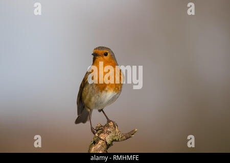 Europäische Robin (Erithacus Rubecula) im Garten Stockfoto