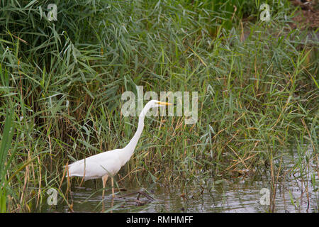 Silberreiher (Ardea alba) Jagd in einem Pool. Stockfoto