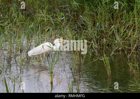 Silberreiher (Ardea alba) Jagd in einem Pool. Stockfoto