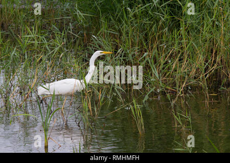 Silberreiher (Ardea alba) Jagd in einem Pool. Stockfoto