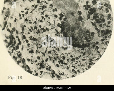 . Annalen der Tropenmedizin und Parasitologie. Parasiten. Fitr. 13 ^ Abb. U Bitte beachten Sie, dass diese Bilder sind von der gescannten Seite Bilder, die digital für die Lesbarkeit verbessert haben mögen - Färbung und Aussehen dieser Abbildungen können nicht perfekt dem Original ähneln. extrahiert. Liverpool Schule für Tropenmedizin. Liverpool University Press [etc. ] Stockfoto