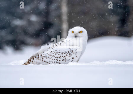 Snowy Owl. (Bubo scandiacus). Schneeeulen sind native zu den arktischen Regionen in Nordamerika und Eurasien. Stockfoto