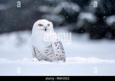 Snowy Owl. (Bubo scandiacus). Schneeeulen sind native zu den arktischen Regionen in Nordamerika und Eurasien. Stockfoto