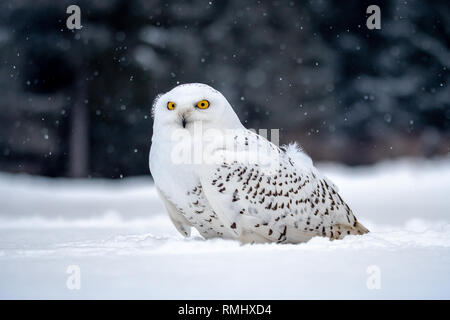 Snowy Owl. (Bubo scandiacus). Schneeeulen sind native zu den arktischen Regionen in Nordamerika und Eurasien. Stockfoto