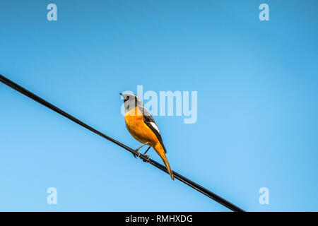 [Daurian Redstart Phoenicurus auroreus], männlich Stockfoto