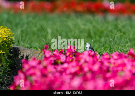 Bachstelze [Motacilla alba] Mit pinky Blumen Stockfoto