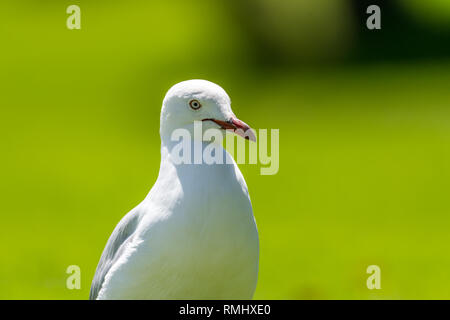 Silberne Möwe (Larus Novaehollandiae) Stockfoto