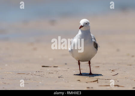 Silberne Möwe (Larus Novaehollandiae) Stockfoto