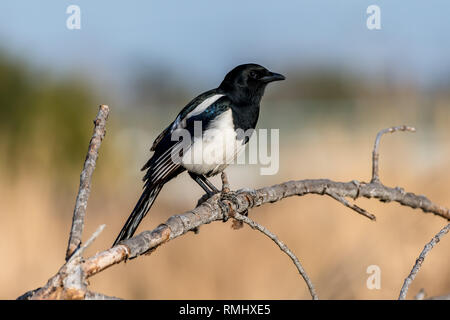 Eurasian Magpie [Pica Pica] Stockfoto