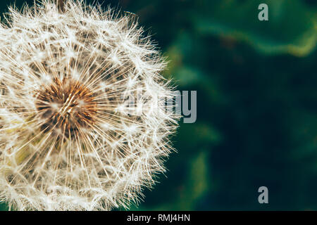 Löwenzahn Samen weht im Wind im Sommer Feld Hintergrund. Ändern Wachstum Bewegung und Richtung Konzept. Inspirierende Natur Blumen Frühling oder Summe Stockfoto