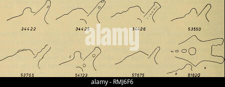 . Annalen der South African Museum = Annale van sterben Suid-Afrikaanse Museum. Natural History. 8371 b 27137. 53765 57675 81820 Abb. 16a. Skizzen von Teilen der Schädel von erwachsenen männlichen Giraffen {Giraffa Camelopardalis) zeigt große Unterschiede in der Entwicklung der Hörner. Ansichten sind entweder Norma lateralis oder Verticalis.. Bitte beachten Sie, dass diese Bilder sind von der gescannten Seite Bilder, die digital für die Lesbarkeit verbessert haben mögen - Färbung und Aussehen dieser Abbildungen können nicht perfekt dem Original ähneln. extrahiert. South African Museum. Kapstadt: Das Museum Stockfoto