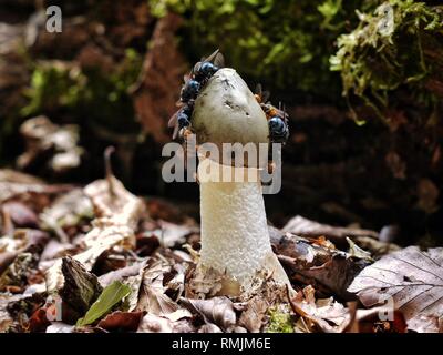 Eine Schar von Fliegen ernähren sich von der Sporenmasse eines Stinkhornpilzes, Phallus impudicus. Die Akten werden von dem starken Geruch angezogen. Stockfoto