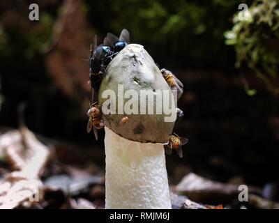 Eine Schar von Fliegen ernähren sich von der Sporenmasse eines Stinkhornpilzes, Phallus impudicus. Die Akten werden von dem starken Geruch angezogen. Stockfoto