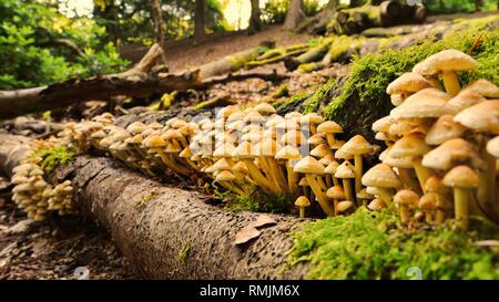 Eine große Gruppe von Schwefel Büschel Pilz, Hypholoma fasciculare, aus einem Verrottenden anmelden. Stockfoto