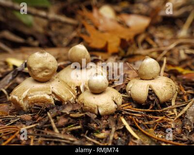 Eine Gruppe von Collared Earthstar Pilze, geastrum Triplex. Stockfoto