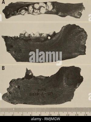 . Annalen der South African Museum = Annale van sterben Suid-Afrikaanse Museum. Natural History. Späten TERTIÄR MUSTELIDAE aus LANGEBAANWEG, SÜDAFRIKA 351. Abb. 9A. Okklusale und bukkale Blick auf Enhydriodon africanus Unterkiefer (L50000). B. Bukkale Ansicht der E.africanus Unterkiefer (L 9138) (umgekehrt). Sowohl aus Langebaanweg. parastyle auf P4 und von der Lage des protocone dieser Zahn ist so weit Lingual als Repenning hypocone" (1976: 305). Die zweite Linie führte zur Living Sea Otter, Enhydra lutris. Auf der Grundlage der P 4 Zeichen, E. africanus gehört offenbar mit der Stockfoto