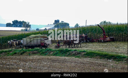 Amish Farmers ernten Ihre Ernten an einem Herbsttag mit Teams von Pferden Stockfoto