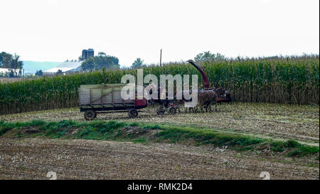 Amish Farmers ernten Ihre Ernten an einem Herbsttag mit Teams von Pferden Stockfoto