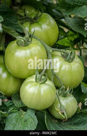 Ein Cluster von sieben großen, grünen Tomaten hängt von einer Rebe in einem Hinterhof essen Garten im Sommer und verspricht eine reiche Ernte (Hochformat). Stockfoto