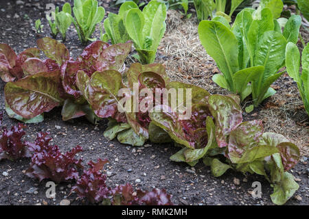 Drei Sorten von grüne und rote Kopfsalat (Cos/romaine Kopfsalat und looseleaf Typen) wachsen in einem Hinterhof Garten, teilweise mit Rasen rasenschnitt Laub bedeckten. Stockfoto