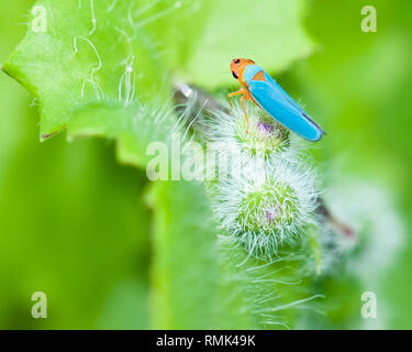 Cicadellidae Leafhopper auf ein Blatt in Cerro Azul Berg, Panama. Stockfoto