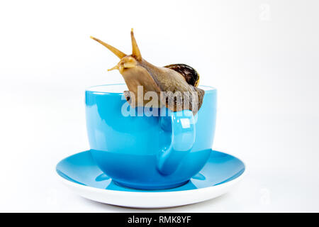 Closeup Fotografie eines riesigen s Achatschnecken im Studio auf einem weißen glänzenden Oberfläche und verschwommenen Hintergrund mit blauen Tasse Tee Stockfoto