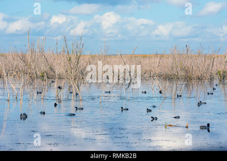 Amerikanische blässhühner Paddeln am Lake Apopka North Shore birding Hotspot in der Nähe von Orlando, Florida Stockfoto