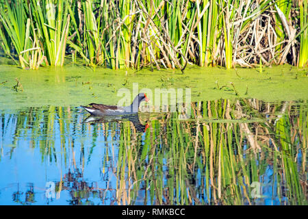 Common gallinule am Lake Apopka North Shore birding Website in der Nähe von Orlando, Florida Stockfoto