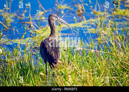Eine glänzende isbis am Lake Apopka North Shore in der Nähe von Orlando, Florida Stockfoto