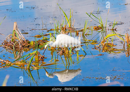 Snowy Egret Stiele für Fische in flachen Feuchtgebieten des Lake Apopka North Shore Wildlife Drive in der Nähe von Orlando, Florida. Stockfoto