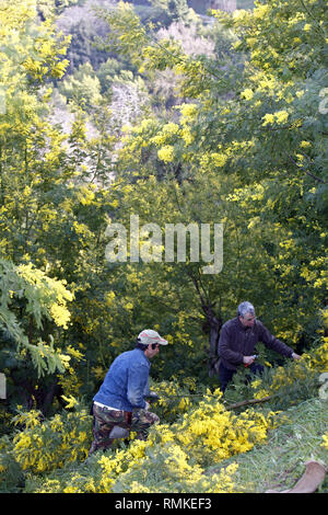 Ernte Mimosa. Augier Forcerie. Wald Tanneron im Département Var in Frankreich Stockfoto